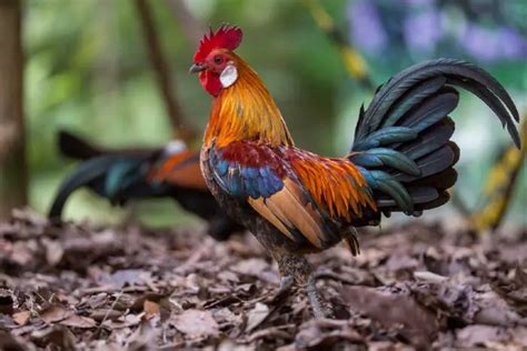 Red Junglefowl - Meet the Ancestor of the Domestic Chicken (Photos)