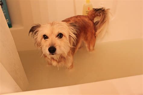 Homemade Oatmeal Bath for dogs - Meredith Rines