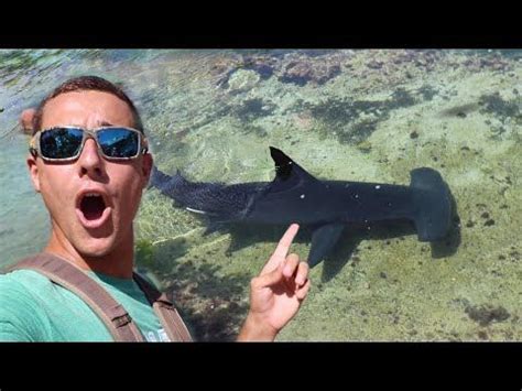 (6061) Almost Swam With Giant HAMMERHEAD SHARK! - YouTube | Shark, Hammerhead shark, All ...