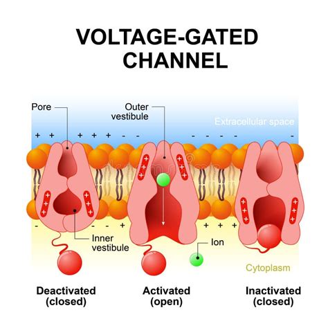 Voltage-gated channels stock vector. Illustration of neuron - 77320661