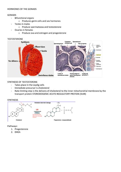 Hormones OF THE Gonads - HORMONES OF THE GONADS GONADS Bifunctional ...