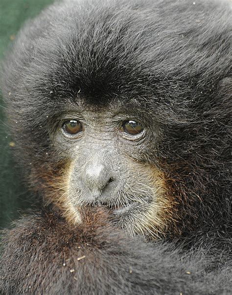 Siamang Gibbon Baby Photograph by Keith Lovejoy - Fine Art America