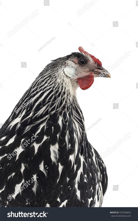 Isolated Image Chicken Black White Feathers Stock Photo 537928654 | Shutterstock