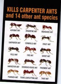 How Many Kinds of Ants are There?