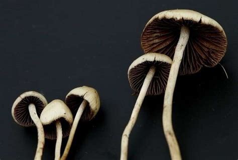 How to Grow Magic Mushrooms Indoors?