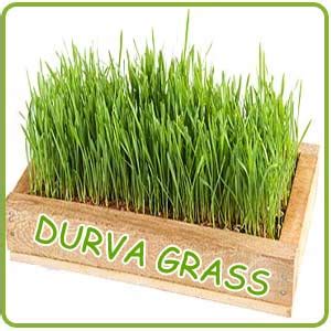 SIGNIFICANCE OF THE USAGE OF DURVA GRASS-INDIANMIRROR