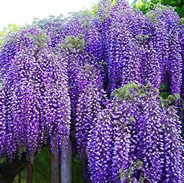 Japan's Wisteria Gardens Are a Must-See - When to Visit Wisteria ...