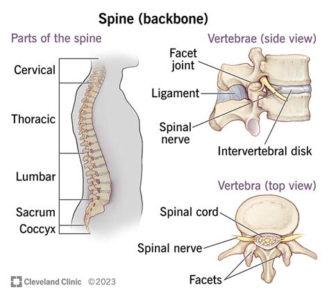 Spine: Anatomy, Function, Parts, Segments & Disorders