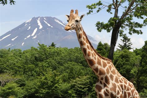 Sightseeing in Shizuoka: Fuji Safari Park - Vikingess Voyages