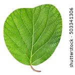 Kiwi Leaf Free Stock Photo - Public Domain Pictures