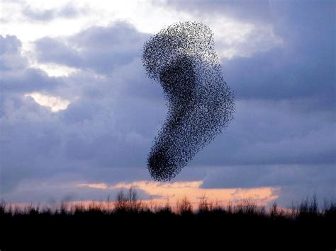 This is the moment a photographer captured a huge murmuration of ...