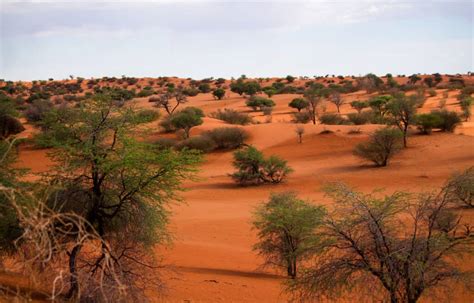 The Kalahari Desert - A-Z Animals