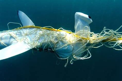 TRANSCEND MEDIA SERVICE » Hundreds of Sharks and Rays Entangled in Plastic Debris, Study Finds