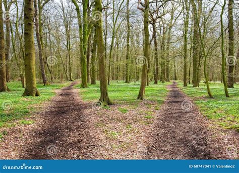 Two paths stock image. Image of green, split, direction - 60747041