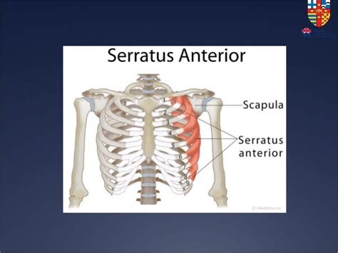 Serratus Anterior Plane Block