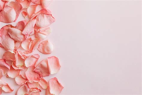 Set of pink rose petals on pink background · Free Stock Photo