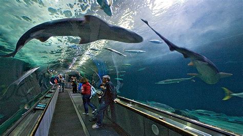 San Francisco Landmarks: Aquarium of the Bay - YouTube