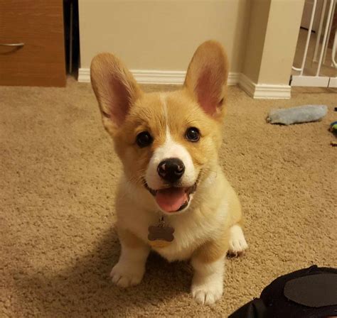 Corgi Puppies Adoption