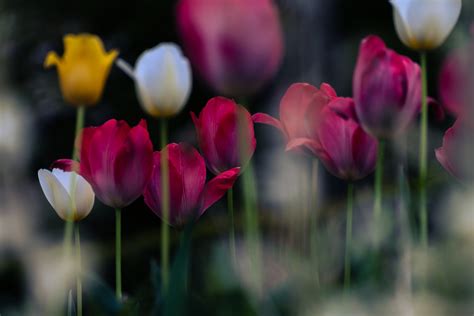 Tulips blooming in spring garden 2 on Behance