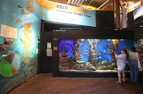 San Pedro’s popular Cabrillo Marine Aquarium welcomes ocean-lovers back with post-pandemic ...