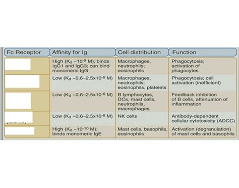 Fc Receptors and Functions Quiz