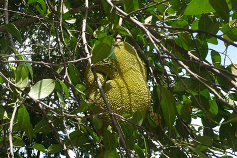 Nangka – Urban Biodiversity Initiative (UBI)