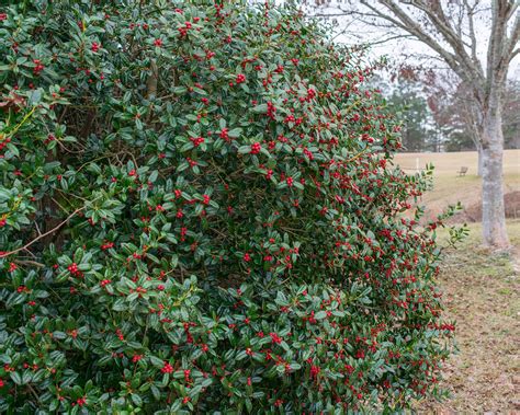 How and when to prune holly bushes for the best results | Gardeningetc