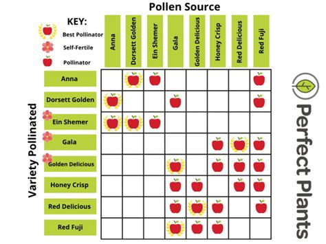 Pollination in Fruit Trees | Perfect Plants Nursery