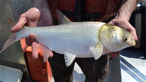 Silver carp population holding steady in North Dakota