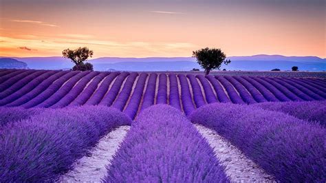 Lavender Fields Wallpapers - Top Free Lavender Fields Backgrounds ...