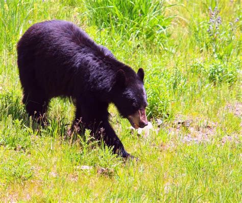 The Best Wildlife Viewing Places In Yellowstone - Love Every Aspect | Yellowstone, Yellowstone ...