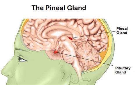 Know About Pineal Gland and Diagnosis of Disorders Related to It