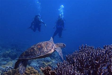 THE 10 BEST Guam Scuba & Snorkeling Activities (with Photos) - TripAdvisor