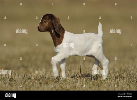 Baby goat running hi-res stock photography and images - Alamy