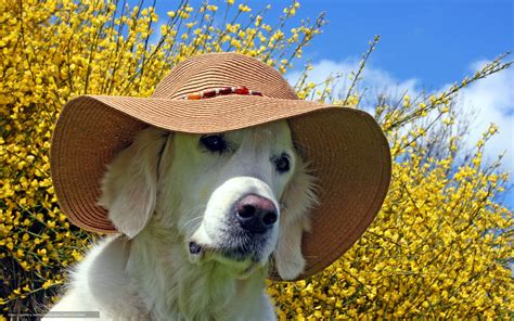 Summer Puppy Wallpaper Desktop - WallpaperSafari