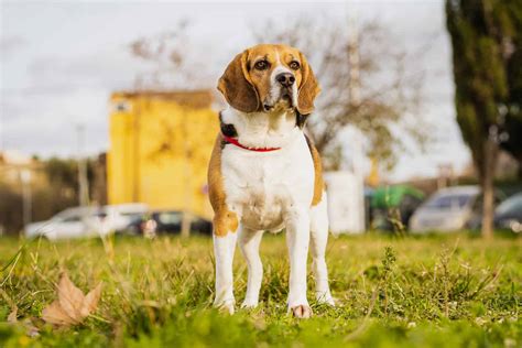 Coonhound Beagle Mix – Is This The Best Beagle Mix?