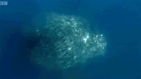 Swirling Underwater Fish Tornado Makes Sharknado Look Tame