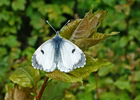 Roy's Nature Logbook: Orange Tip Butterfly (Female)