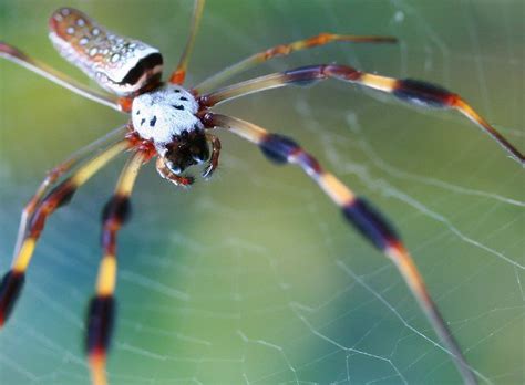 Top Ten Scariest Spiders | Earth Rangers: Where kids go to save animals!