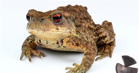 Toad venom (CHAN SU)-Bufo bufo gargarizans-B. melanostictus-Venenum Bufonis