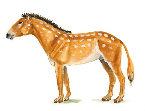 Eohippus