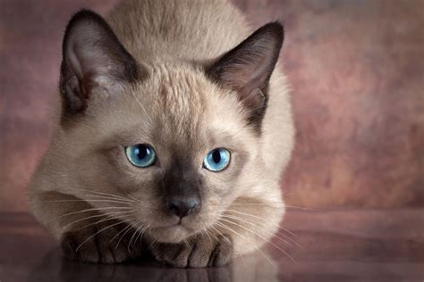 Download Cat Animal Siamese Cat HD Wallpaper