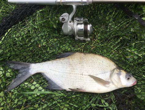 How to Catch Bream - Fishing Guide | BadAngling