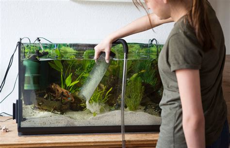 Where To Safely Relocate Your Fish During Tank Cleaning