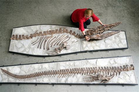 Tylosaurus skeleton expected to fetch up to £120,000 at Summers Place ...