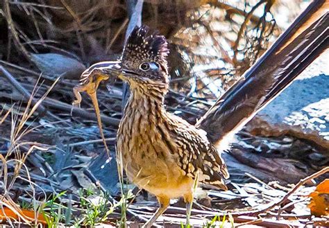 Roadrunner - Bird - Geococcyx californianus - DesertUSA