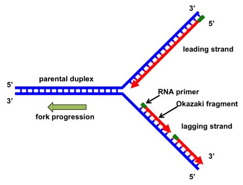 For DNA day: a simple mechanical explanation of aging and disease ...