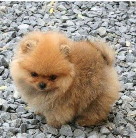 Pomeranian puppy | Cute baby animals, Baby animals, Puppies