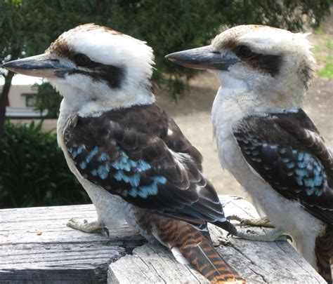 About Wild Animals: Amazing facts about a kookaburra | Birds, Pet birds, Animals beautiful