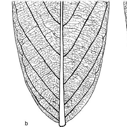 Leaf venation patterns in selected Annonaceae species. a,... | Download ...